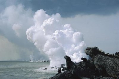 Tui De Roy - Marine Iguanas with steam from lava flowing into sea, Galapagos Islands, Ecuador