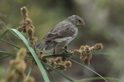 Tui De Roy - Small Ground-Finch female feeding on sedge seeds,  Galapagos Islands, Ecuador