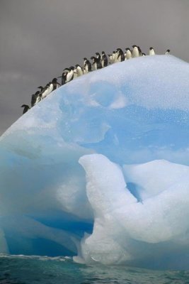 Tui De Roy - Adelie Penguin group on iceberg, South Orkney Islands, Antarctica