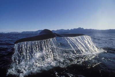 Mark Jones - Blue Whale tail, Sea of Cortez, Baja California, Mexico