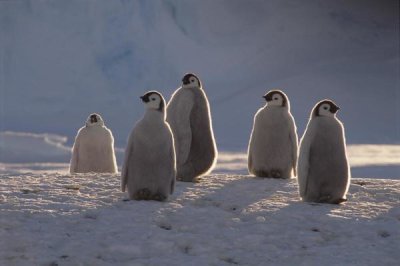 Tui De Roy - Emperor Penguin chicks in midnight sun, Princess Martha Coast,  Antarctica