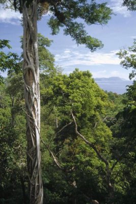 Tui De Roy - Weeping Fig and host Natu tree, Sulawesi, Indonesia