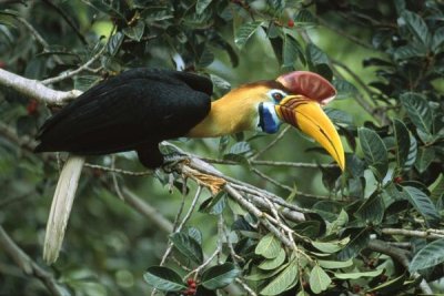 Mark Jones - Sulawesi Red-knobbed Hornbill male in fruiting Fig tree, Sulawesi, Indonesia