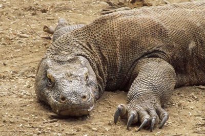 Tui De Roy - Komodo Dragon male basking, Komodo NP, Komodo Island, Indonesia