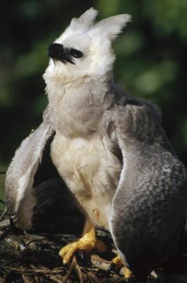 Tui De Roy - Harpy Eagle juvenile in nest taking a threat posture, Amazonian Peru