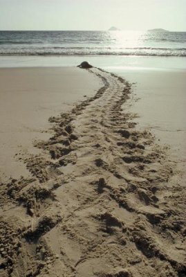 Tui De Roy - Green Sea Turtle returning to the sea after nesting, Turtle Bay, Galapagos