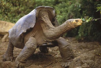 Tui De Roy - Saddleback Galapagos Tortoise male, Galapagos Islands, Ecuador