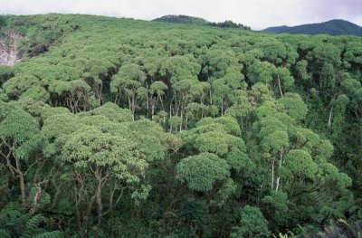 Tui De Roy - Scalesia forest during wet season, Galapagos Islands, Ecuador