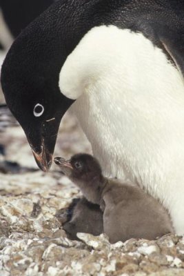 Tui De Roy - Adelie Penguin chick begging parent for food, Peterson Island, Antarctica