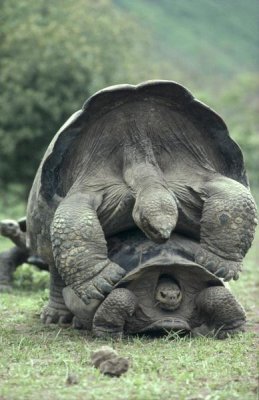 Tui De Roy - Galapagos Giant Tortoises mating, Alcedo Volcano, Galapagos Islands