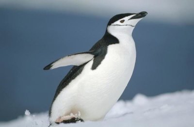 Tui De Roy - Chinstrap Penguin, Half Moon Island, Antarctica