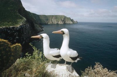 Tui De Roy - Masked Booby courting pair on cliff nest, Galapagos Islands, Ecuador