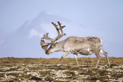 Tui De Roy - Svalbard Reindeer bull in velvet and summer molt, Spitsbergen, Norway