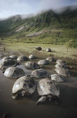 Tui De Roy - Galapagos Giant Tortoise wallowing in seasonal pool, Alcedo Volcano, Galapagos