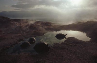 Tui De Roy - Galapagos Giant Tortoise wallowing in pool at sunrise, Alcedo Volcano, Galapagos