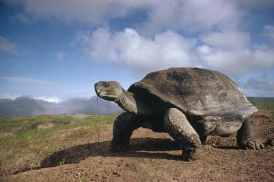 Tui De Roy - Galapagos Giant Tortoise on caldera rim, Alcedo Volcano, Galapagos Islands