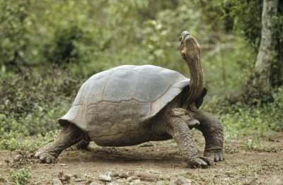 Tui De Roy - Darwin's Finch and Volcan Alcedo Giant Tortoise, Galapagos Islands