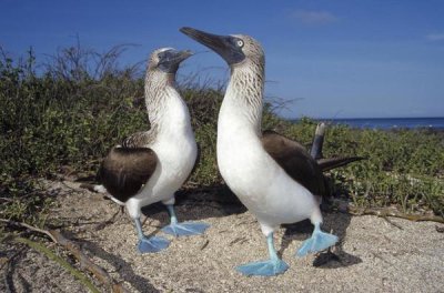 Tui De Roy - Blue-footed Booby pair in courtship dance, Galapagos Islands, Ecuador