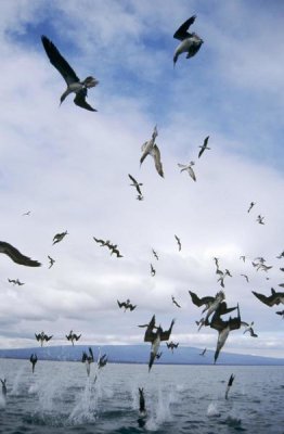 Tui De Roy - Blue-footed Booby diving for herring, Elizabeth Bay, Galapagos Islands