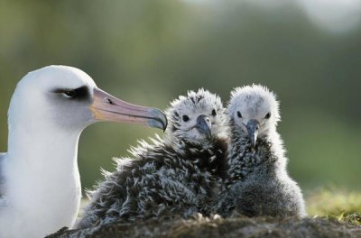 Tui De Roy - Laysan Albatross chick invading from neighboring nest, Midway Atoll, Hawaii
