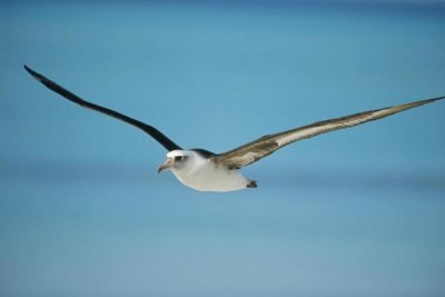 Tui De Roy - Laysan Albatross navigating across ocean, Midway Atoll, Hawaii