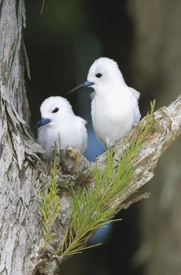 Tui De Roy - White Tern pair establishing egg laying site on bare branch, Midway Atoll, Hawaii