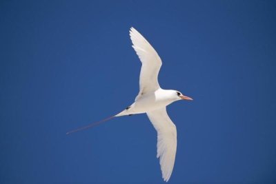 Tui De Roy - Red-tailed Tropicbird flying, Midway Atoll, Hawaii