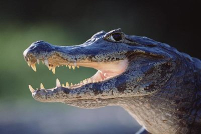 Tui De Roy - Jacare Caiman portrait, Pantanal, Brazil
