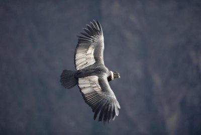 Tui De Roy - Andean Condor male riding thermal updraft over Colca Canyon, Peru