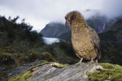 Tui De Roy - Kea perched on rock, Fox Glacier, Westland National Park, New Zealand