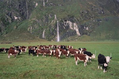 Tui De Roy - Hereford Cattle herd, Matukituki Valley, New Zealand