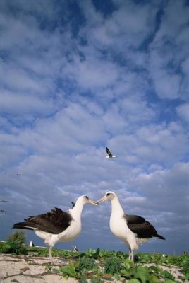 Tui De Roy - Laysan Albatross pair courting, Midway Atoll, Hawaii