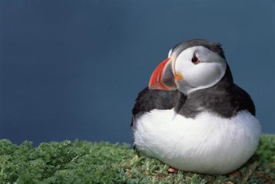 Tui De Roy - Atlantic Puffin showing breeding color, Skomer Island, Wales