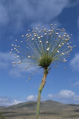 Tui De Roy - Pipewort grassland plants blooming in dry season, Serra de Canastra NP, Brazil