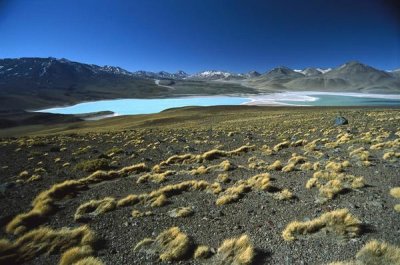 Tui De Roy - Eduardo Avaroa Faunistic Reserve, altiplano, Bolivia