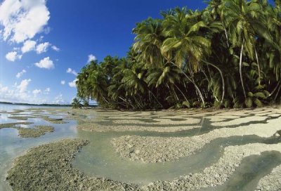Tui De Roy - Palm trees and beach, Palmyra Atoll NWR, US Line Islands