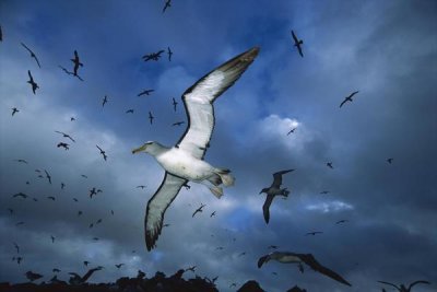 Tui De Roy - Salvin's Albatrosses returning to colony at sunset, Bounty Islands, New Zealand