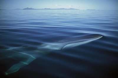 Tui De Roy - Fin Whale at winter feeding grounds, Sea of Cortez, Baja California, Mexico