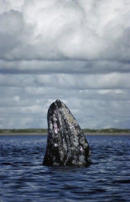 Tui De Roy - Gray Whale spy-hopping in breeding lagoon, Baja California, Mexico