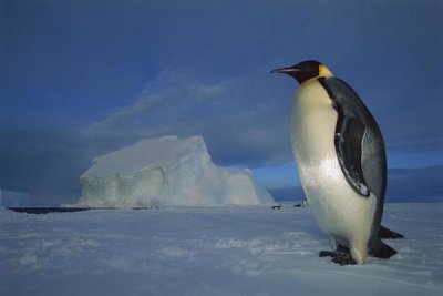 Tui De Roy - Emperor Penguin on sea ice in midnight twilight, Ekstrom Ice Shelf,  Antarctica