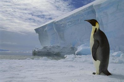 Tui De Roy - Emperor Penguin on sea ice in midnight twilight, Ekstrom Ice Shelf, Antarctica