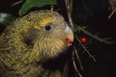 Tui De Roy - Kakapo feeding on Supplejack berries, Codfish Island,  New Zealand