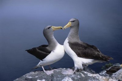 Tui De Roy - Chatham Albatross courting pair, The Pyramid, Chatham Islands