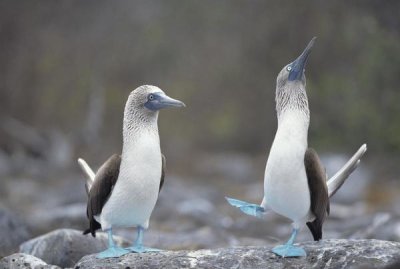 Tui De Roy - Blue-footed Booby courtship dance, Galapagos Islands, Ecuador