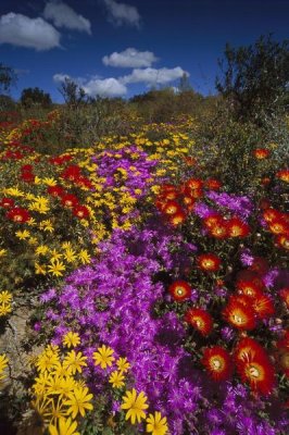 Tui De Roy - Dewflowers and other blooms, Little Karoo, South Africa