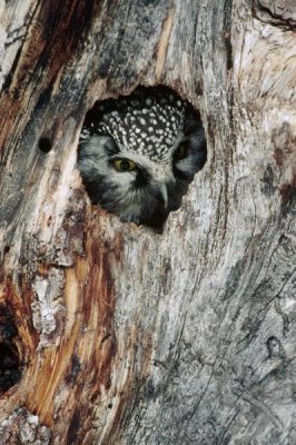 Michael Quinton - Boreal Owl in tree cavity in the winter, Alaska