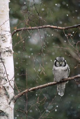 Michael Quinton - Northern Hawk Owl perching on branch during snowfall in the spring, Alaska