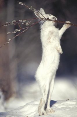 Michael Quinton - Snowshoe Hare feeding on Pussy Willow in the winter, Alaska