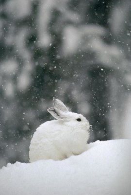Michael Quinton - Snowshoe Hare in snowfall, Yellowstone National Park, Wyoming