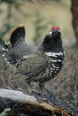 Michael Quinton - Spruce Grouse male courting, Alaska